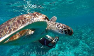gili snorkeling turtles