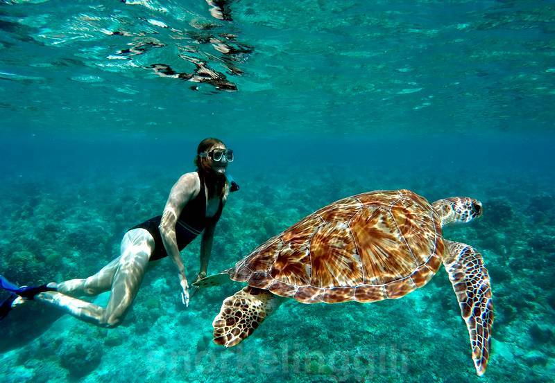 with a green turtle