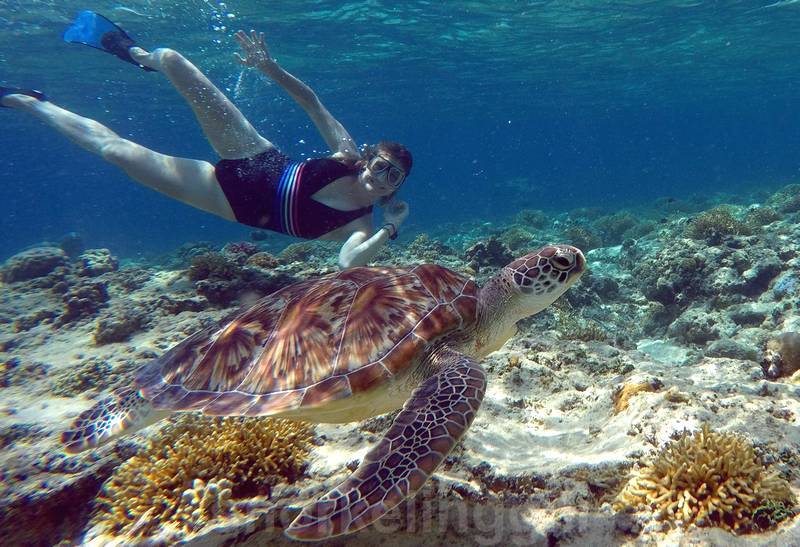 snorkeling with turtle