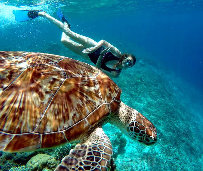 turtle gili meno