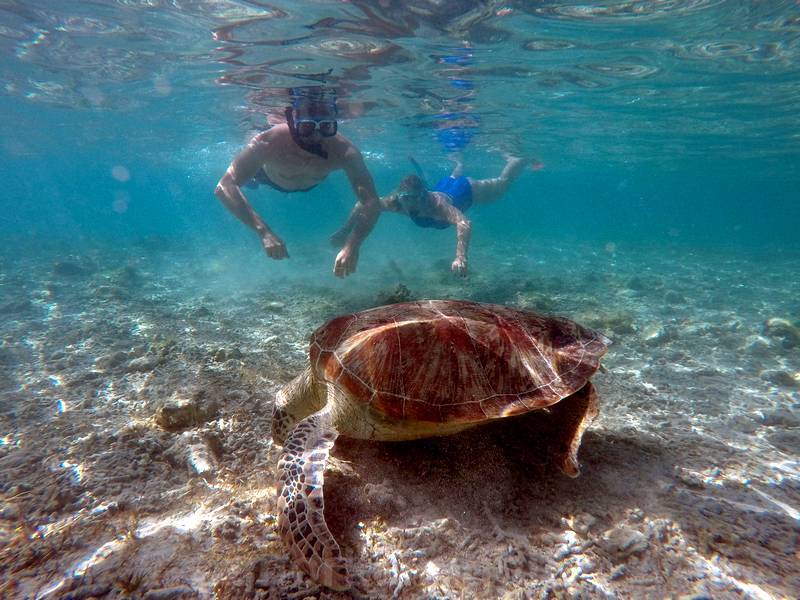 swim with turtle