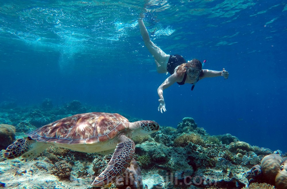 tutle gili islands