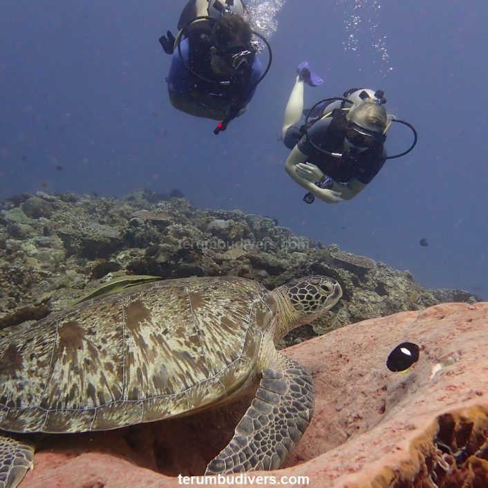 divers and turtle